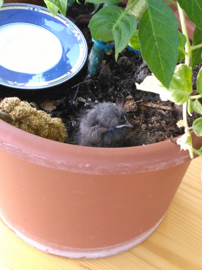 Vogelbaby