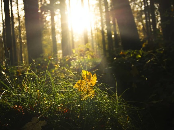 Der Herbst